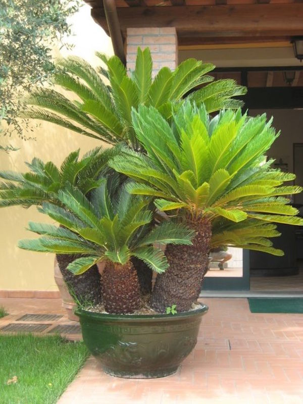 PLANTAS Paradise Pools Spain España